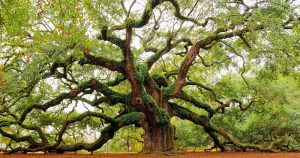 angeloak