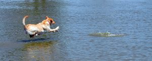 A gold retriever enjoying the dog park in Orangeburg, SC | Kia Dealers | Superior Kia