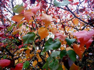 One of the beautiful gardens in Orangeburg, SC | Superior Kia