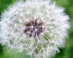 A dandelion can cause allergies | Superior Kia