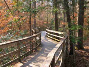 Congaree National Park near Columbia, SC | Superior Kia