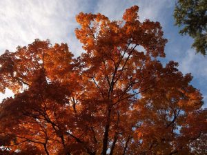 A gorgeous fall tree in Orangeburg, SC | Superior Kia