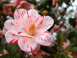 One of the many beautiful flowers to find in Orangeburg, SC | Superior Kia