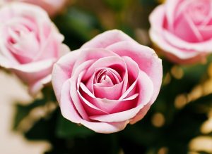 orangeburg festival of roses