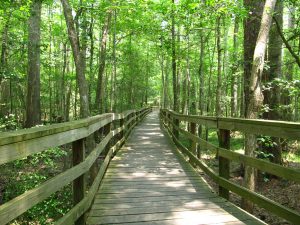 bridge in the woods of south carolina