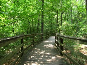 congaree national park in south carolina