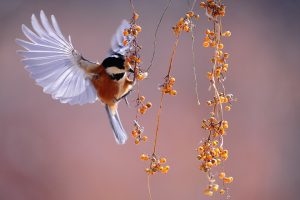 Bird eating berries on a branch near Orangeburg, SC
