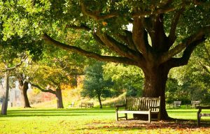 Photo of a park bench underneath a tree near Orangeburg, South Carolina.